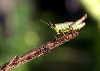 Advierten que la contaminación del aire pone en riesgo la supervivencia de insectos