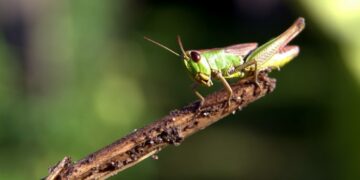 Advierten que la contaminación del aire pone en riesgo la supervivencia de insectos
