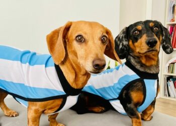 Argentina y su pasión por las mascotas en el Día Mundial del Perro