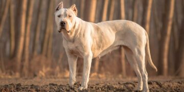 Respecto de las “razas peligrosas” de perros