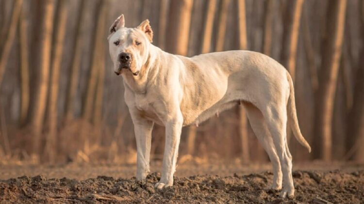 Respecto de las “razas peligrosas” de perros