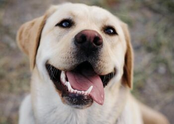 Se celebra hoy el Día mundial del perro: claves para mantenerlos sanos