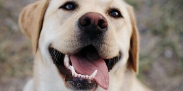 Se celebra hoy el Día mundial del perro: claves para mantenerlos sanos