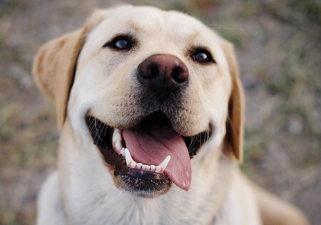 Se celebra hoy el Día mundial del perro: claves para mantenerlos sanos