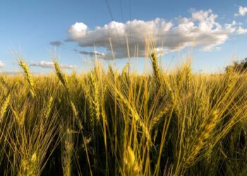 Los precios globales de granos podrían aumentar un 15%