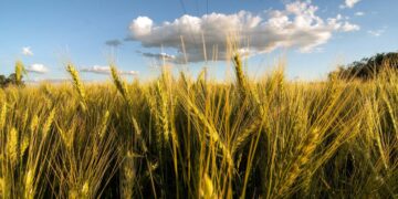 Los precios globales de granos podrían aumentar un 15%