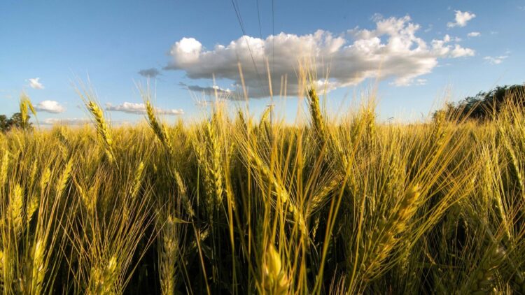 Los precios globales de granos podrían aumentar un 15%
