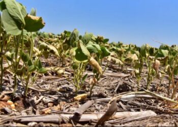 Sequía: el ingreso de divisas por retenciones cayó un 50%