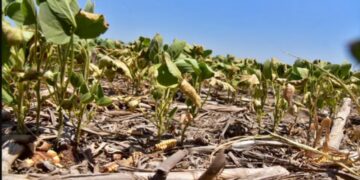 Sequía: el ingreso de divisas por retenciones cayó un 50%