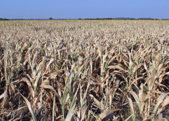 El FMI prevé que la economía argentina caerá 2,5% en 2023 pero crecerá 2,8% en 2024