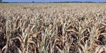 El FMI prevé que la economía argentina caerá 2,5% en 2023 pero crecerá 2,8% en 2024