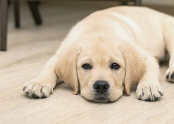 Un perro perdió la vida al ser confinado en la bodega de un colectivo