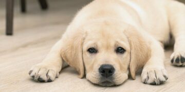 Un perro perdió la vida al ser confinado en la bodega de un colectivo