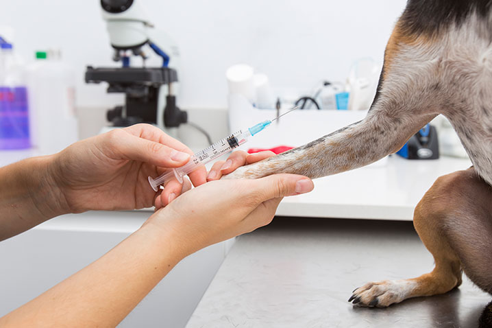 Cuáles son las vacunas obligatorias para los perros y a qué edad colocarlas