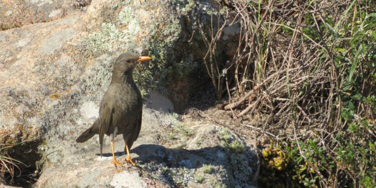 Así es la Reserva Natural Cerro Pistarini, la nueva atracción de Embalse