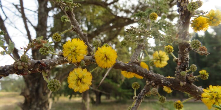 Así es la Reserva Natural Cerro Pistarini, la nueva atracción de Embalse