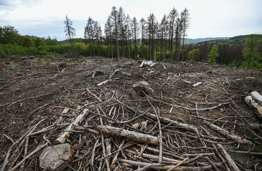 El cambio climático debilita la flora y la migración masiva de insectos causa extinciones