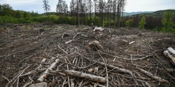 El cambio climático debilita la flora y la migración masiva de insectos causa extinciones