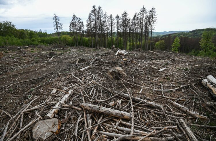Felled spruce trees suffering from drought stress are seen in a forest near Iserlohn, western Germany, on April 28, 2020. (Photo by Ina FASSBENDER / AFP)