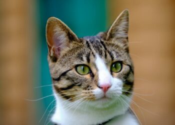 Qué significa la «M» que tienen algunos gatos en la frente