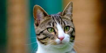 Qué significa la «M» que tienen algunos gatos en la frente