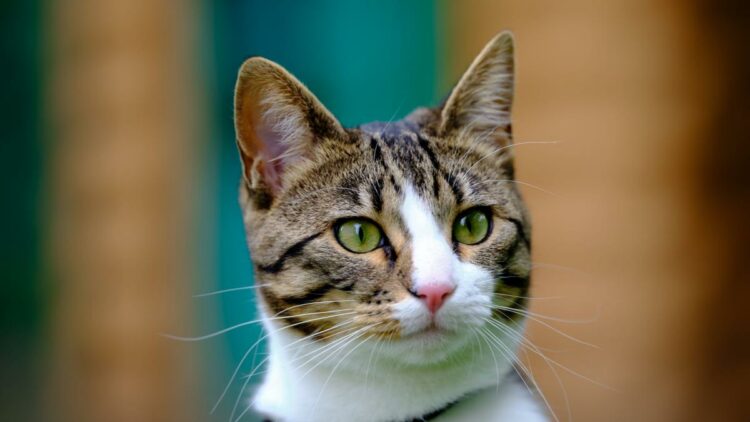 Qué significa la "M" que tienen algunos gatos en la frente