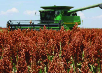 Por la sequía, la cosecha de sorgo y maíz llega a su fin con niveles complicados de producción