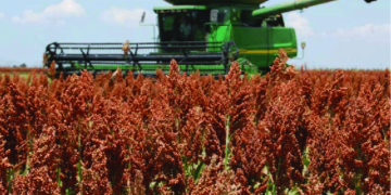 Por la sequía, la cosecha de sorgo y maíz llega a su fin con niveles complicados de producción