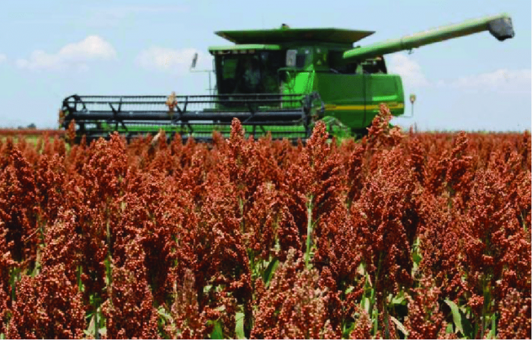 Por la sequía, la cosecha de sorgo y maíz llega a su fin con niveles complicados de producción