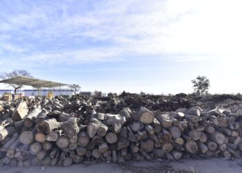 Residuos de poda son reciclados y reconvertidos en leña social, chips y compost