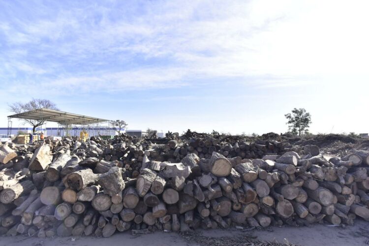 Residuos de poda son reciclados y reconvertidos en leña social, chips y compost