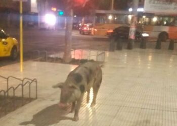 Una chancha se escapó de su dueño y se paseó por la plaza de Alta Córdoba