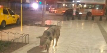 Una chancha se escapó de su dueño y se paseó por la plaza de Alta Córdoba