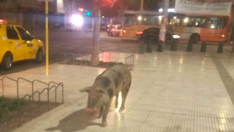 Una chancha se escapó de su dueño y se paseó por la plaza de Alta Córdoba