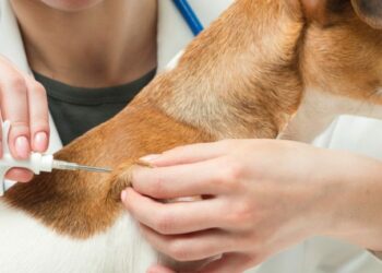 El microchip en las mascotas, una buena opción para evitar que se pierdan