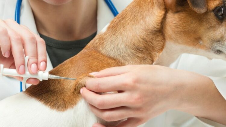 El microchip en las mascotas, una buena opción para evitar que se pierdan