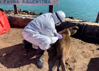Confirman nuevos brotes de gripe aviar en lobos marinos