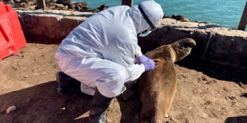Confirman nuevos brotes de gripe aviar en lobos marinos