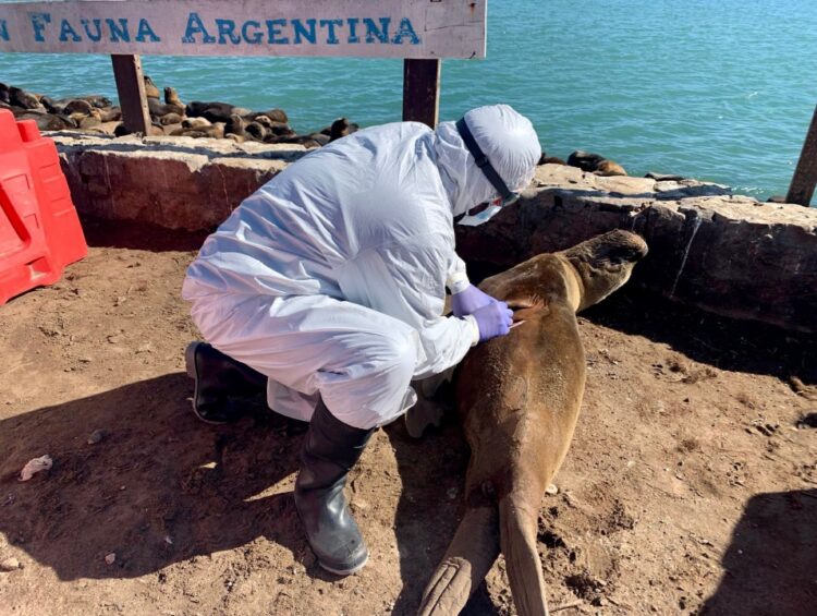Confirman nuevos brotes de gripe aviar en lobos marinos