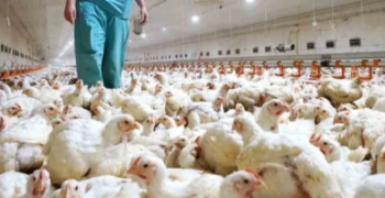 Argentina vuelve a ser un país libre de influenza aviar