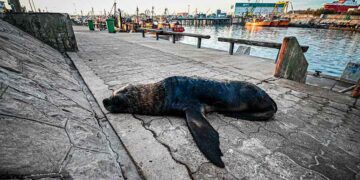 Senasa confirmó nuevo caso de gripe aviar en lobos marinos