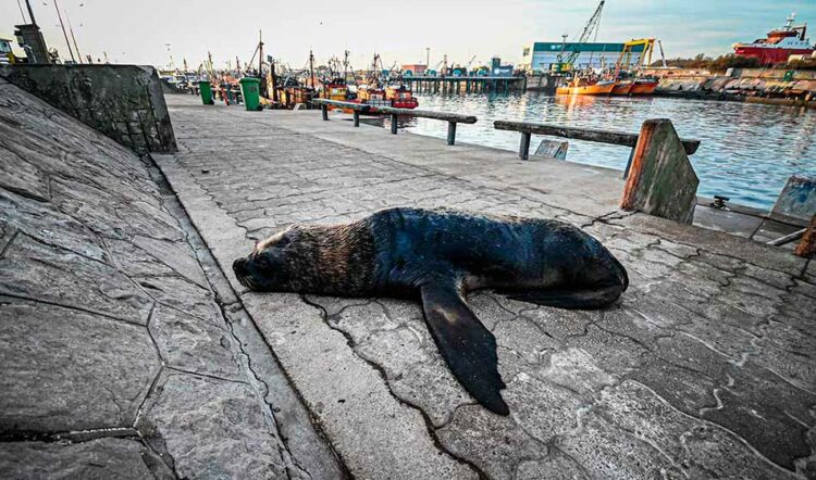 Senasa confirmó nuevo caso de gripe aviar en lobos marinos