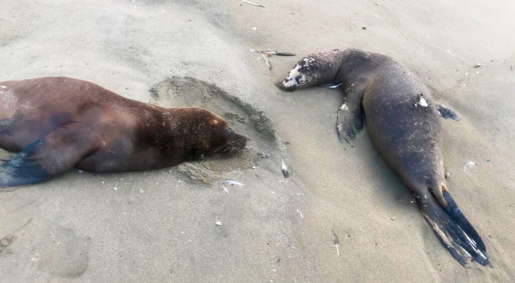 Más de una decena de lobos marinos fueron encontrados muertos por gripe aviar