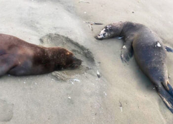 Más de una decena de lobos marinos fueron encontrados muertos por gripe aviar