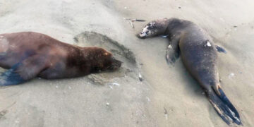 Más de una decena de lobos marinos fueron encontrados muertos por gripe aviar