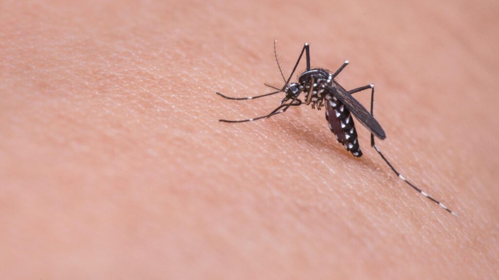 Con más de 14.000 casos, se registró la semana con más contagios por dengue en Córdoba