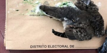 Encontraron una paloma muerta dentro de una urna