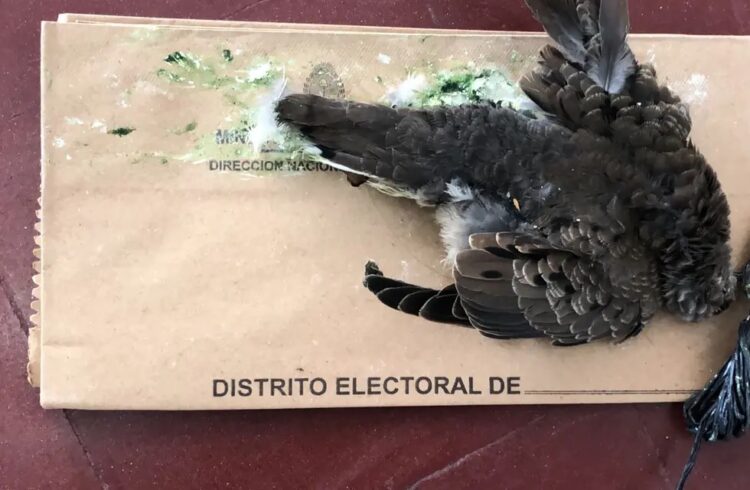Encontraron una paloma muerta dentro de una urna