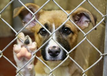 Qué hacer y cómo denunciar el maltrato animal en Córdoba