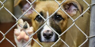 Qué hacer y cómo denunciar el maltrato animal en Córdoba